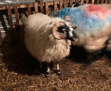 Ram lamb/ hogget