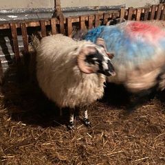 Ram lamb/ hogget