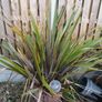 plant Image 2