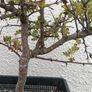 Native Irish Hawthorn Bonsai #1 Image 4