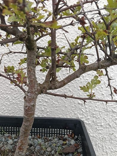 Native Irish Hawthorn Bonsai #1
