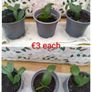 Christmas cactus Image 2
