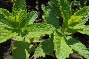 Mint plant