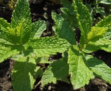 Mint plant