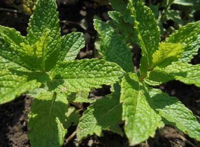 Mint plant