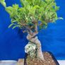 Ficus Bonsai Image 2