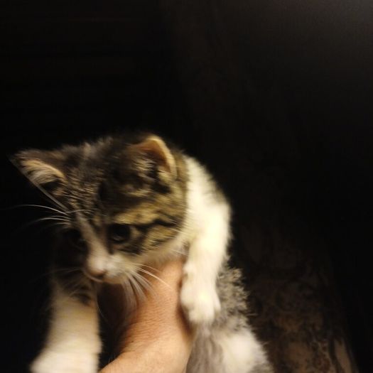 Kittens