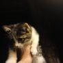 Kittens Image 4