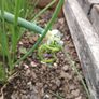 Walking Onions Image 5