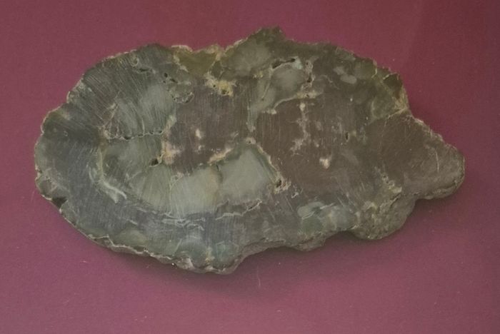 Fossilized prehistoric fish / fossilized wood and ammonite, shark teeth. In display frame.