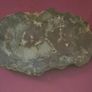 Fossilized prehistoric fish / fossilized wood and ammonite, shark teeth. In display frame. Image 3
