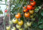 Red Cocktail Tomato 