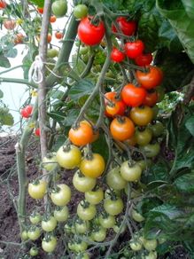 Red Cocktail Tomato "Idyll" Seeds- Lycopersicon esculentum Mill