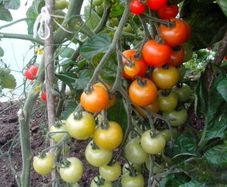Red Cocktail Tomato "Idyll" Seeds- Lycopersicon esculentum Mill