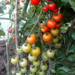 Red Cocktail Tomato "Idyll" Seeds- Lycopersicon esculentum Mill