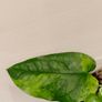 No.11 Monstera Siltepecana Variegated Image 6