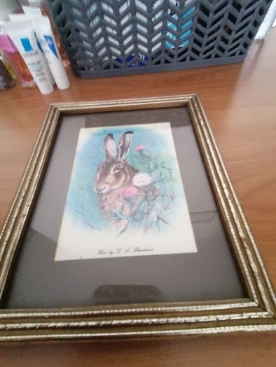 hare picture by A. blackmore