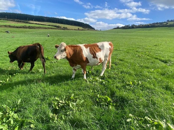 17 Fleck cross in Calf Heifers for Sale