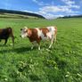 17 Fleck cross in Calf Heifers for Sale Image 5
