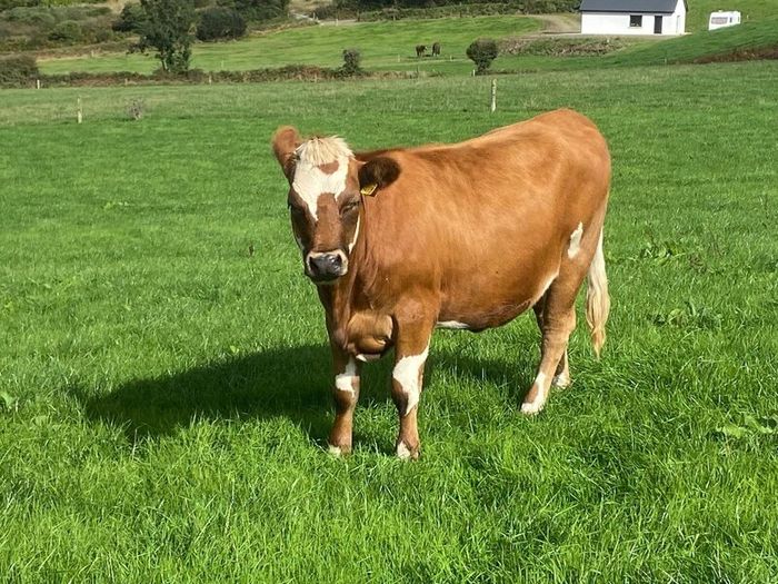 17 Fleck cross in Calf Heifers for Sale