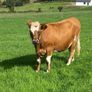 17 Fleck cross in Calf Heifers for Sale Image 3