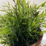 ShabbyChic Planter and Greenery Image 4