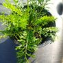 plants Image 3
