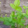 Wild strawberry plants 4-pack available in October 2024 Image 4