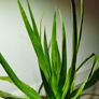 indoor plant Image 3
