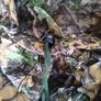 Camo ghillie suit-kids Image 4