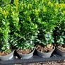 Box Hedging Image 8