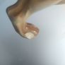 Basset Hound figure Image 9
