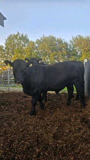 Aberdeen Angus Bulls