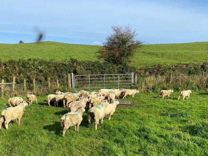 Organic Lambs