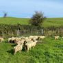 Organic Lambs Image 5