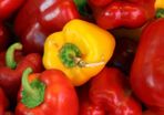 Red and Yellow Sweet Pepper Seeds