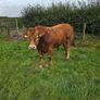 Pedigree Limousin Bulls Image 7