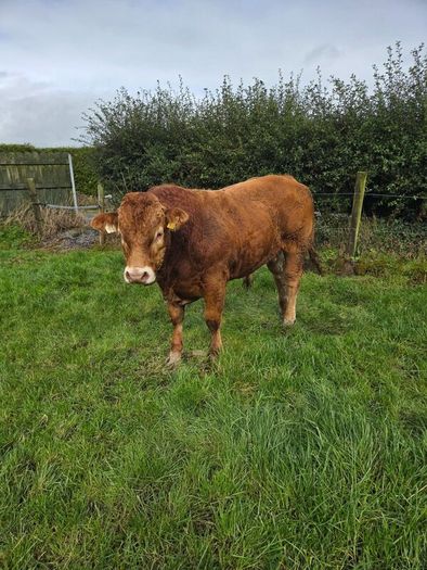 Pedigree Limousin Bulls