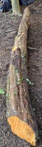 Hawthorn Tree For Sculpture