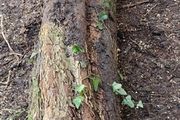 Hawthorn Tree For Sculpture