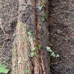 Hawthorn Tree For Sculpture