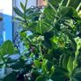 kalanchoe Image 5