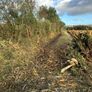 Mulcher and tree shears Image 3