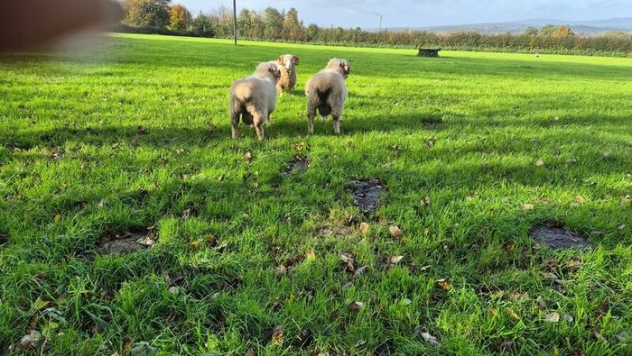 Dorset Rams