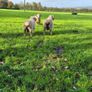 Dorset Rams Image 4