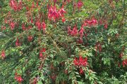 Hardy Fuchsia Hedging