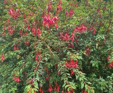Hardy Fuchsia Hedging