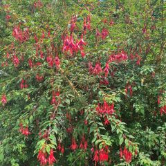 Hardy Fuchsia Hedging