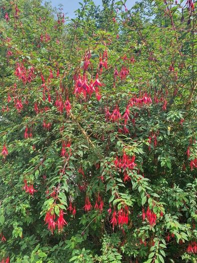 Hardy Fuchsia Hedging