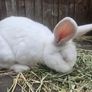 Rabbit Image 3